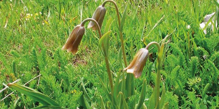 Anamurlu ‘ters lale’ muhafazaya alınacak