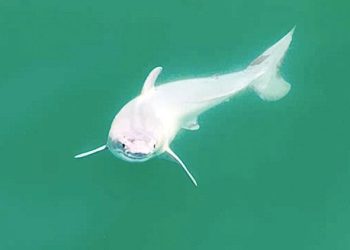 Artık şirin fakat ileride ‘Büyük Beyaz’ olacak