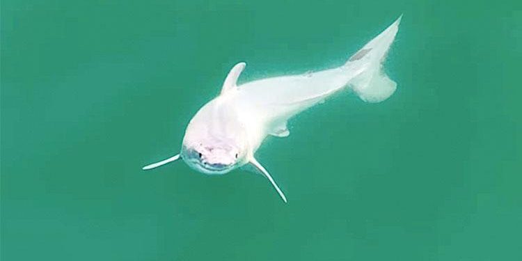 Artık şirin fakat ileride ‘Büyük Beyaz’ olacak