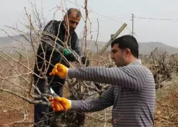 Bağ budama ne vakit yapılır? Bağ budama vakti yöreye nazaran değişir mi?