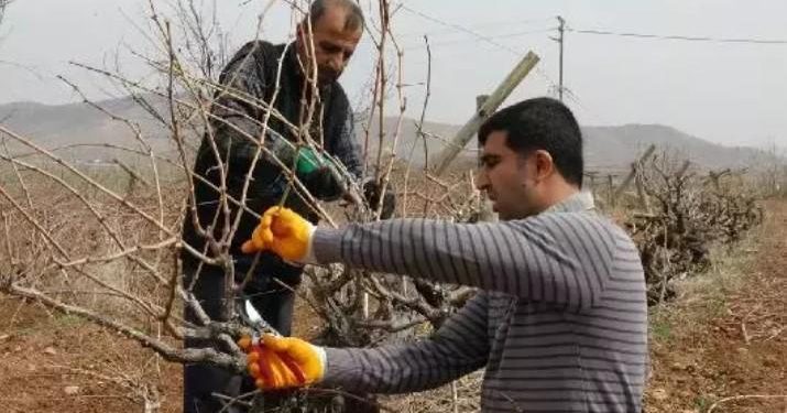 Bağ budama ne vakit yapılır? Bağ budama vakti yöreye nazaran değişir mi?