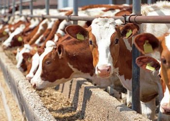 Büyükbaş ve küçükbaş sayısı azaldı