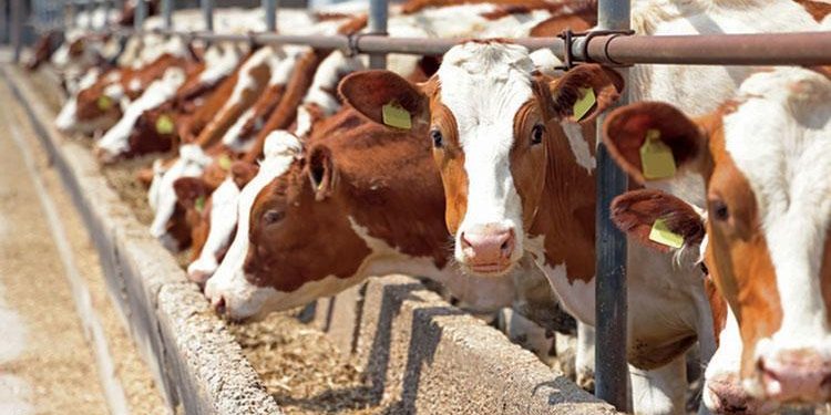 Büyükbaş ve küçükbaş sayısı azaldı