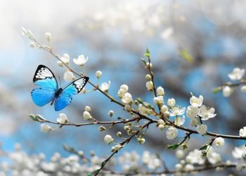 CEMRE TARİHLERİ: Birinci cemre ne vakit 2024, cemreler ne vakit düşecek? Cemre havaya, suya, toprağa ne vakit düşer? İşte  cemre düşme tarihleri 2024