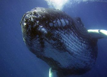 Dikkat çeken araştırma… Balinalar su altında nasıl müzik söylüyor?