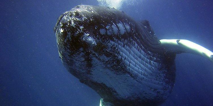 Dikkat çeken araştırma… Balinalar su altında nasıl müzik söylüyor?
