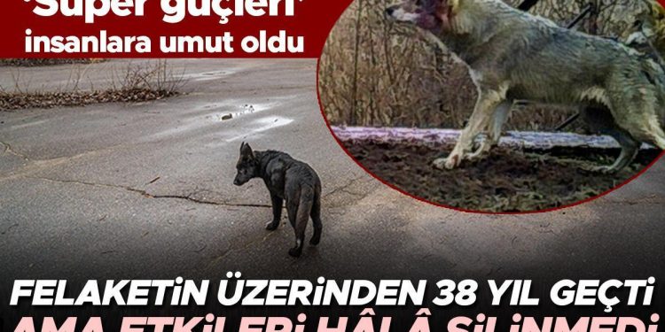 Felaketin üzerinden 38 yıl geçti fakat tesirleri hâlâ silinmedi… Kurtların ‘süper güçleri’ beşerler için umut oldu