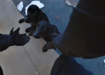 Gölette mahsur kalan köpekler kurtarıldı! O anlar polis beden kamerasında