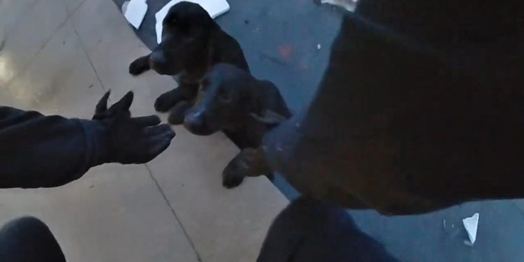 Gölette mahsur kalan köpekler kurtarıldı! O anlar polis beden kamerasında