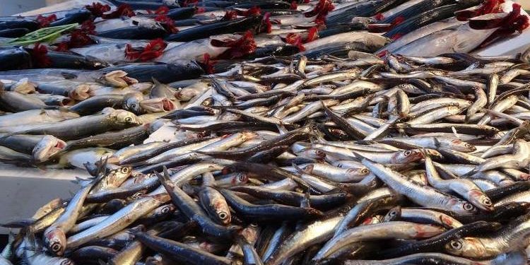 Hamsi dönemi bitiyor