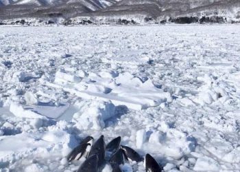 İmgeler Japonya’dan… Katil balinalar buz kütlesine sıkıştı