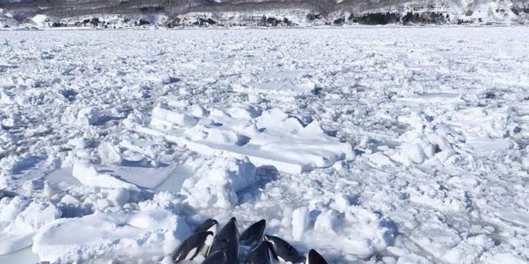 İmgeler Japonya’dan… Katil balinalar buz kütlesine sıkıştı