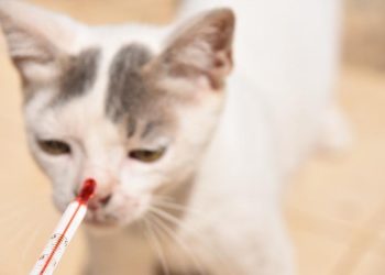 Kedilerde FIP hastalığı nedir, insanlara bulaşır mı?