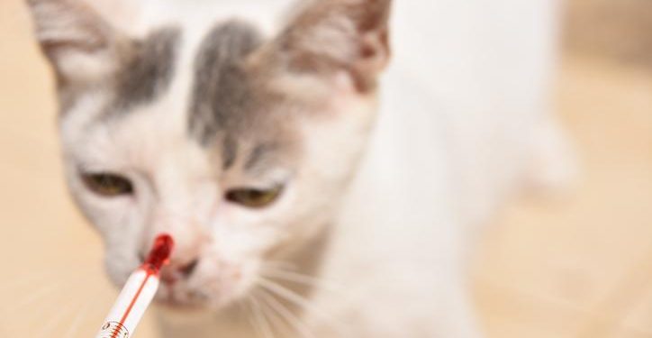 Kedilerde FIP hastalığı nedir, insanlara bulaşır mı?