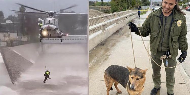 Köpeğinin peşinden kanala atla