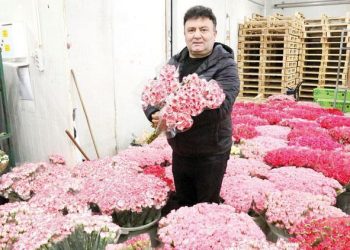 Sevgililer Günü için Antalya’dan Avrupa’ya 7 milyon dolarlık karanfil gönderildi: ‘14 Şubat’ ihracatı