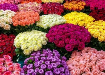 Sevgililer Günü’nde ya da rastgele bir günde gül armağan etmek çok makûs bir fikir! Nedeni ise hiç iddia edemeyeceğiniz kadar ciddi…