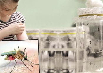 Sivrisineğe dronlu tahlil