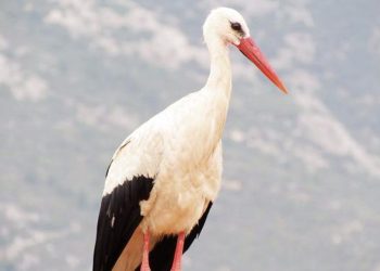 Söke’ye birinci leylek geldi