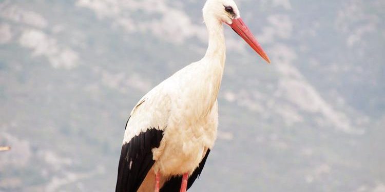 Söke’ye birinci leylek geldi