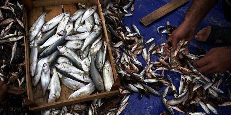 Şubat’ta hangi balıklar yenir? İşte Şubat ayının en lezzetli balıkları