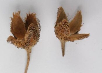 Türkiye’deki 3. tıp keşfedildi… ‘Kritik tehlike altında olarak listelenmeli’