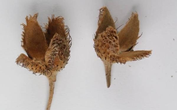 Türkiye’deki 3. tıp keşfedildi… ‘Kritik tehlike altında olarak listelenmeli’