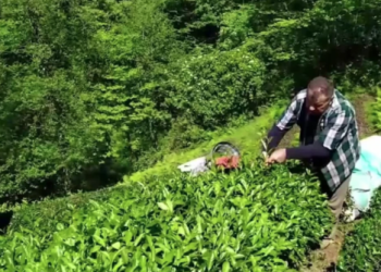 Yaş çay alım fiyatını üretici beğenmedi