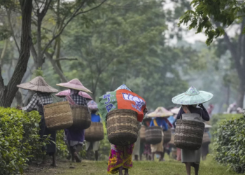 Hindistan’da hava koşulları çay üretimini vurdu