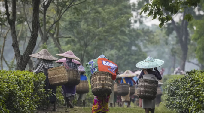 Hindistan’da hava koşulları çay üretimini vurdu