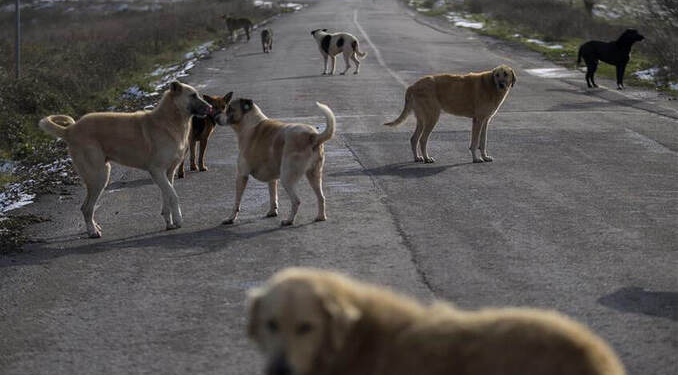 Sokak köpekleri teklifi Meclis’te! Ötenazi ve hapis cezası geliyor
