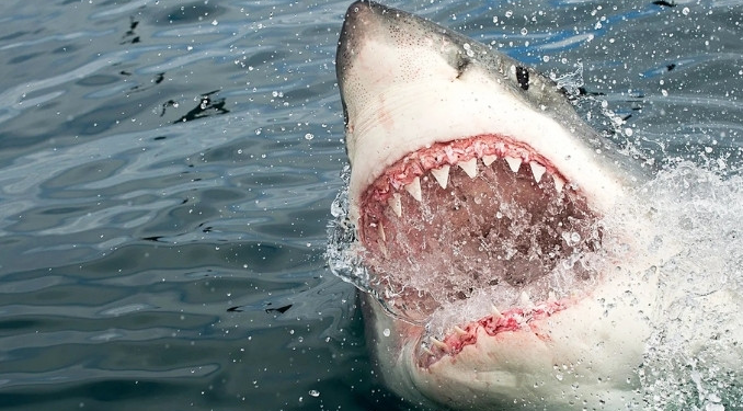 Mısır’da köpekbalığı dehşeti: 1 ölü