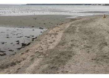 Çevrede tedirginlik yaratan görüntüler: Silivri’de deniz suyu 100 metre çekildi