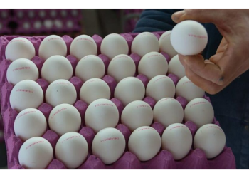 ABD, Türkiye’den yumurta alacak