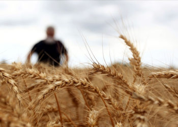 Milyarlık buğday ve mısır vurgunu ortaya çıktı!