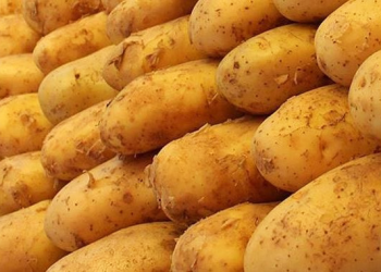 Rusya’da ‘patates’ krizi