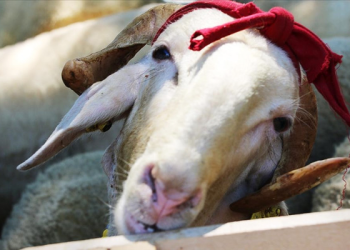 Vekalet yoluyla kurban kesim bedelleri açıklandı