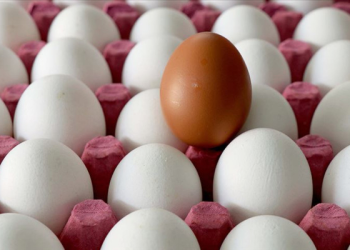 Yumurta fiyatlarına bakanlık ayarı