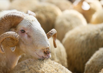 İBB, 4 tesiste kurban satış ve kesim hizmeti verecek