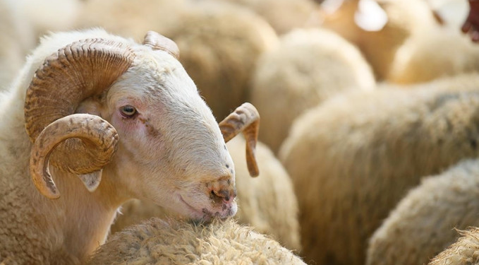 İBB, 4 tesiste kurban satış ve kesim hizmeti verecek