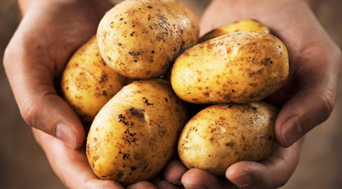 Rusya’da patates altını solladı