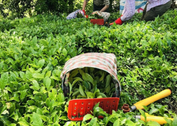 Yaş çay fiyatı belli oldu