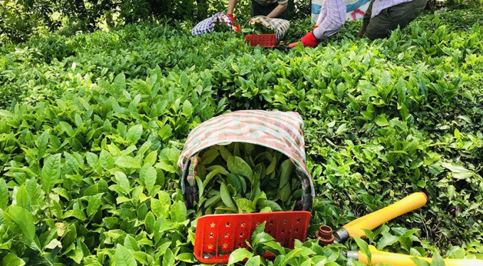 Yaş çay fiyatı belli oldu