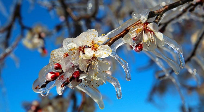 Zirai don desteği Kurban Bayramı sonrası başlıyor